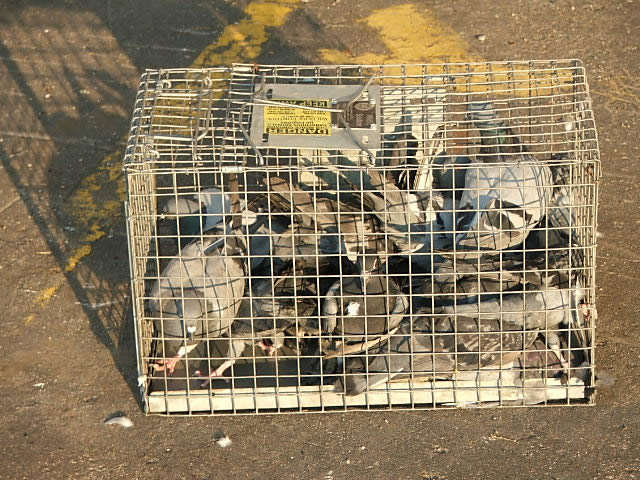 Allstate Animal Control, remove trapped pigeons in a cage